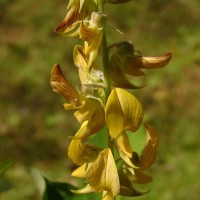 Crotalaria pallida Aiton